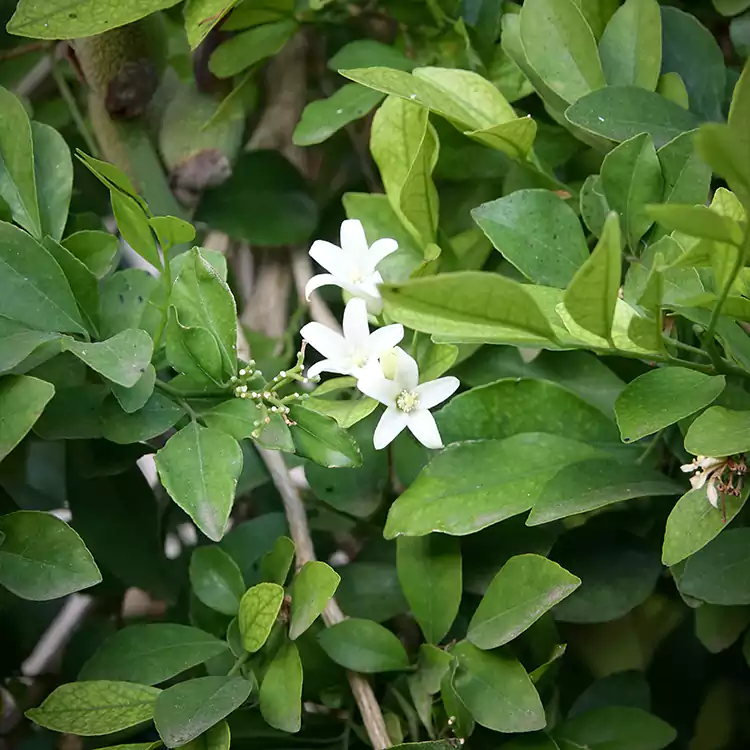 Natural Remedies for PilesDiscover the Healing Power of Piles Care Oil Nivarana By Nivarana  July 1, 2023  0 Comments